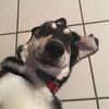 lilly_langevin